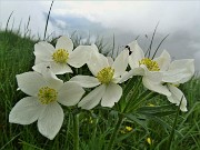 Rif. Capanna 2000 ad anello con fiori e nebbia-6giu23 - FOTOGALLERY